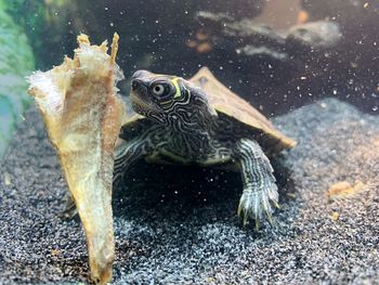 Close-up of turtle in sea