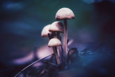 Close-up of mushroom growing on field