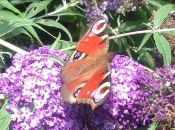 Close-up of butterfly pollinating on pink flower