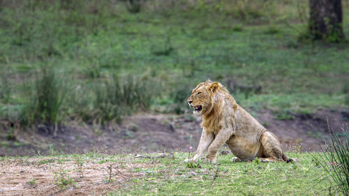 Lion resting on field