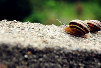 Close-up of snail