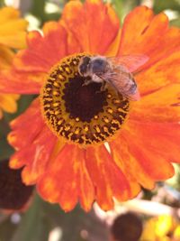 Close-up of butterfly on flower