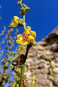 Close-up of yellow flowers