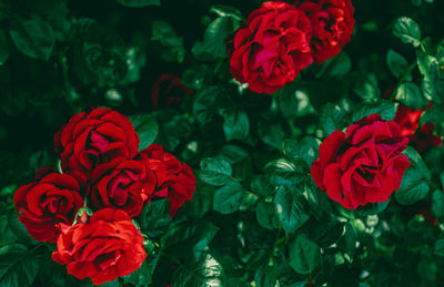 Close-up of red rose bouquet