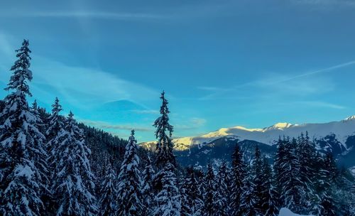 Pine trees on snowcapped mountains against sky