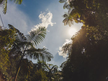 Low angle view of palm trees against sky