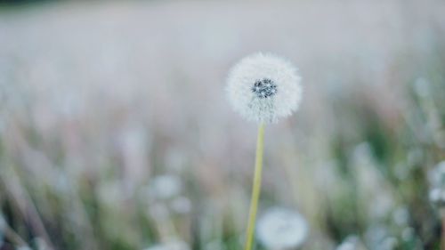 Close-up of white dandelion flower