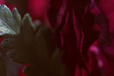 Close-up of red flower