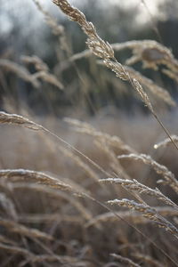 Close-up of stalks in field