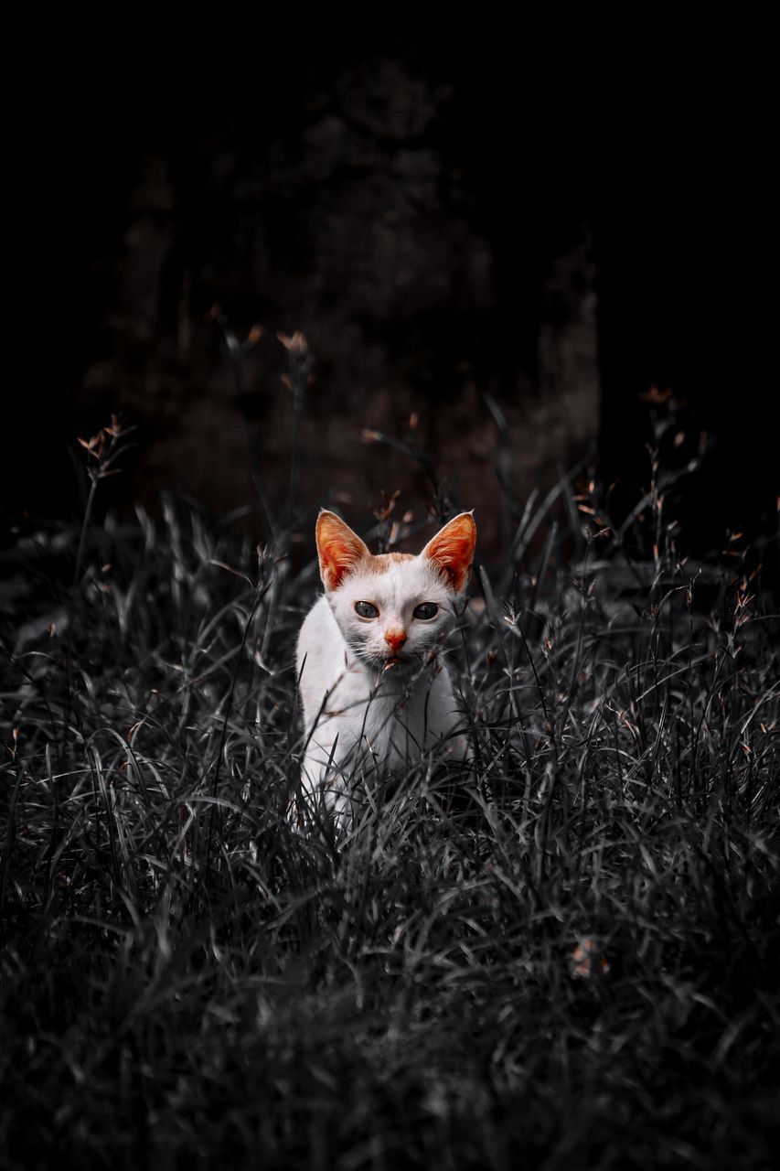 PORTRAIT OF CAT ON FIELD