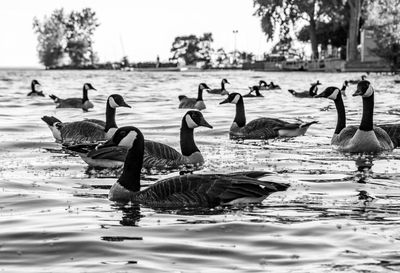 Geese swimming in lake against sky