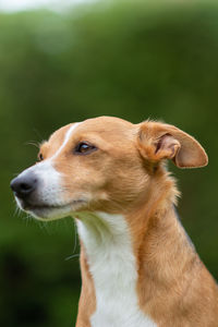 Close-up of dog looking away