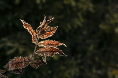 Close-up of dry maple leaves on tree