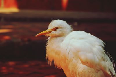 Close-up of bird perching outdoors