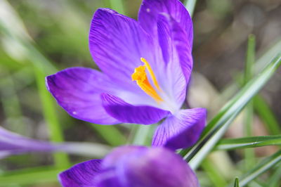 Close-up of purple crocus flower