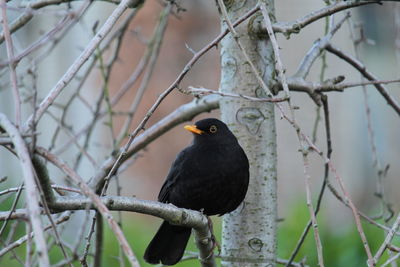 Black bird sitting on a branch without leaves and looking in the camera - springtime pictures