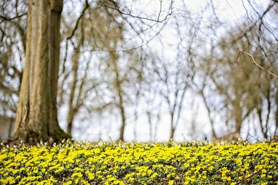 Yellow flowering plants on field