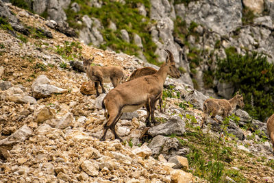 Side view of giraffe standing on rock