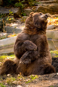 Close-up of bear