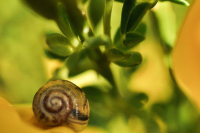 Close-up of snail on plant