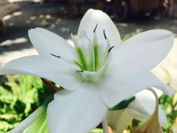 Close-up of white flowers