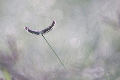 Close-up of insect on purple flower