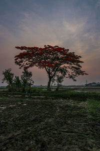 Tree on field against sky during sunset