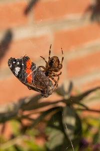 Close-up of spider on web