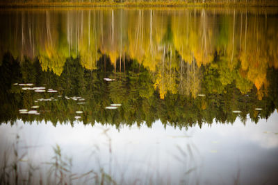 reflection