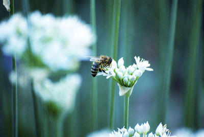 Close-up of bee pollinating on flower