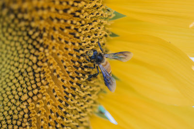 Close-up of bee pollinating on yellow flower