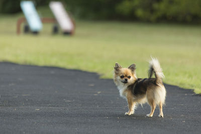 Dog walking on road