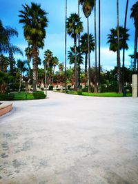 Palm trees in park against sky