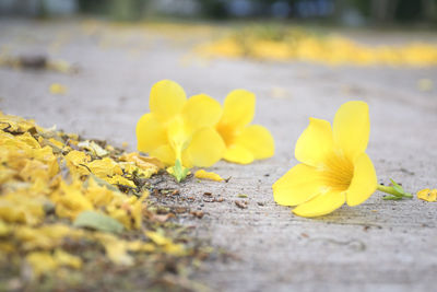 Close-up of yellow flowering plant in road
