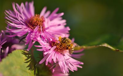 Close-up of bee pollinating on pink flower
