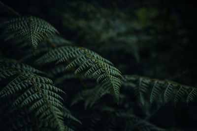 Close-up of fern leaves