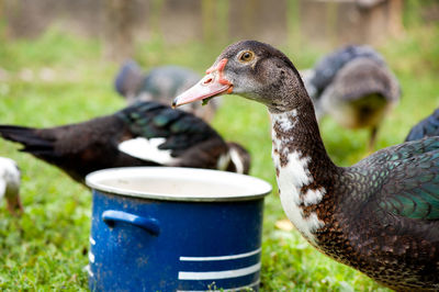 Close-up of duck in the countryside