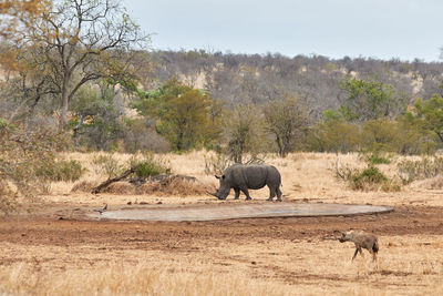 White rhino with hyaenas near a waterhole