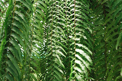 Full frame shot of wet plants , a green fern under a big tree 