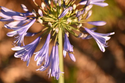 Close-up of flowers blooming outdoors