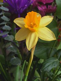 Close-up of yellow flower blooming outdoors