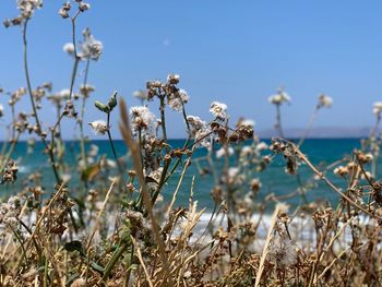 Close-up of flowering plants by sea against sky
