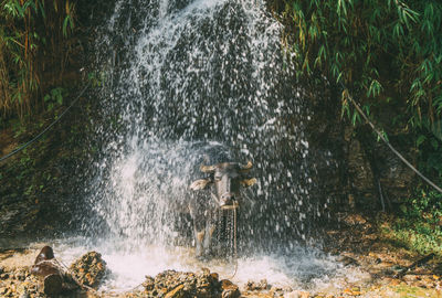 Water splashing in forest