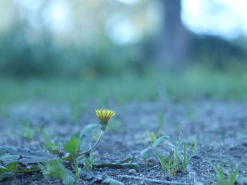 Close-up of flowering plant on land