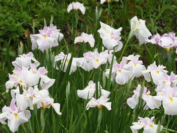 Close-up of white flowering plants on field