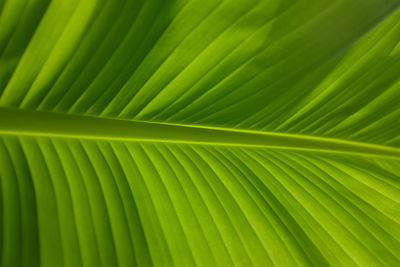 Detail line pattern of tropical a fresh green banana leave.natural background concep