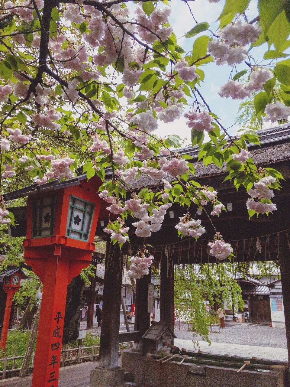 plant, tree, architecture, built structure, nature, growth, flowering plant, flower, day, no people, building exterior, building, freshness, outdoors, beauty in nature, communication, blossom, branch, city, fragility, cherry blossom, cherry tree