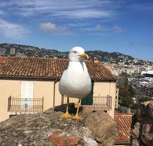 Seagull perching on roof against buildings in city