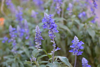 Close-up of purple flowering plants on field