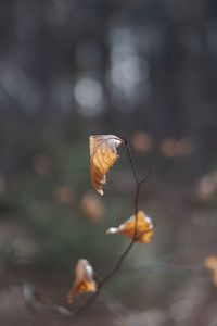 Close-up of dry leaf on plant